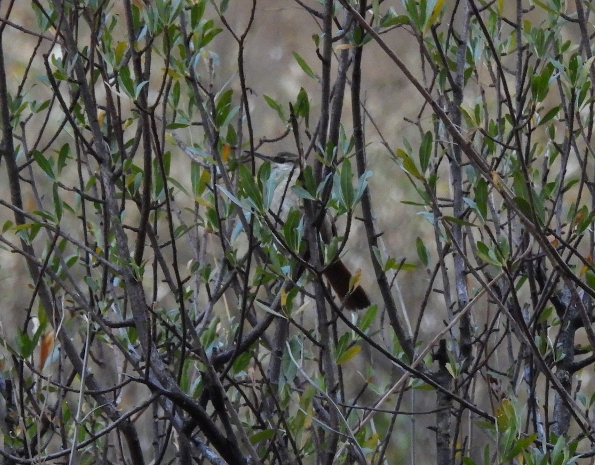 Bolivian Earthcreeper - ML642561348