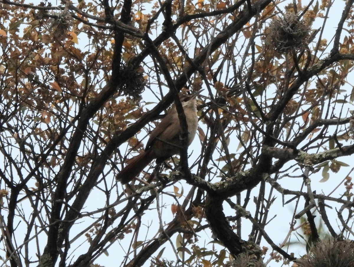Bolivian Earthcreeper - ML642561349