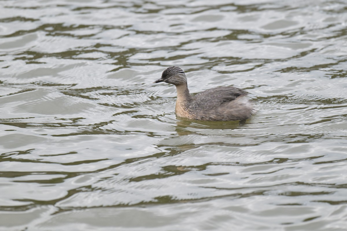 Hoary-headed Grebe - ML642561365