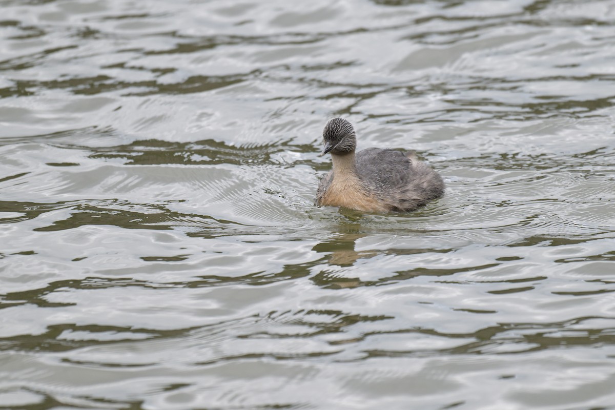 Hoary-headed Grebe - ML642561366