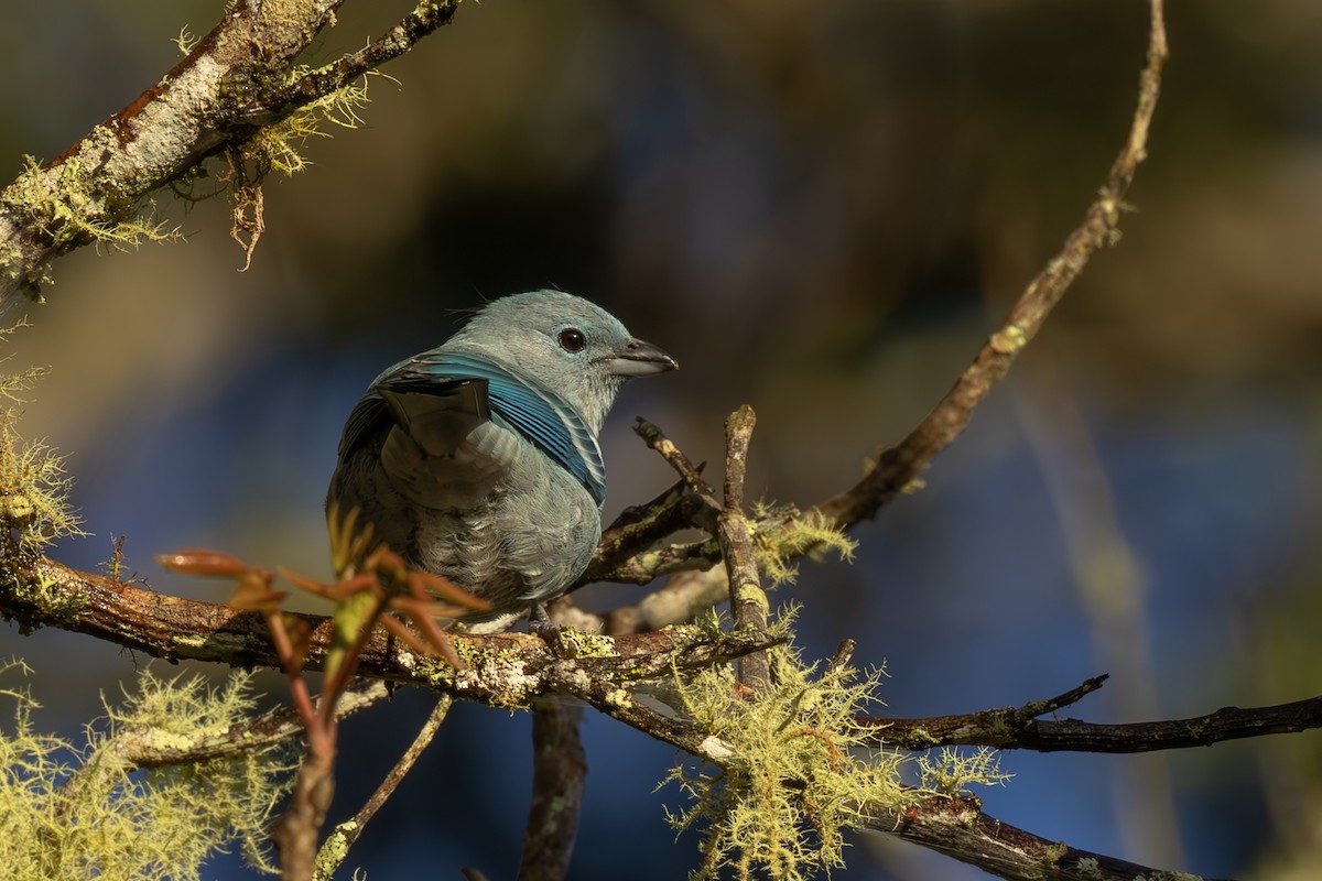 Blue-gray Tanager - ML642561370