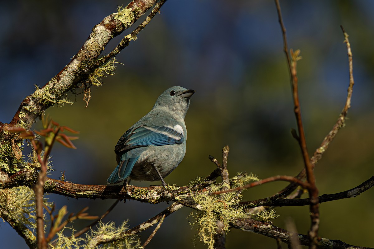 Blue-gray Tanager - ML642561371