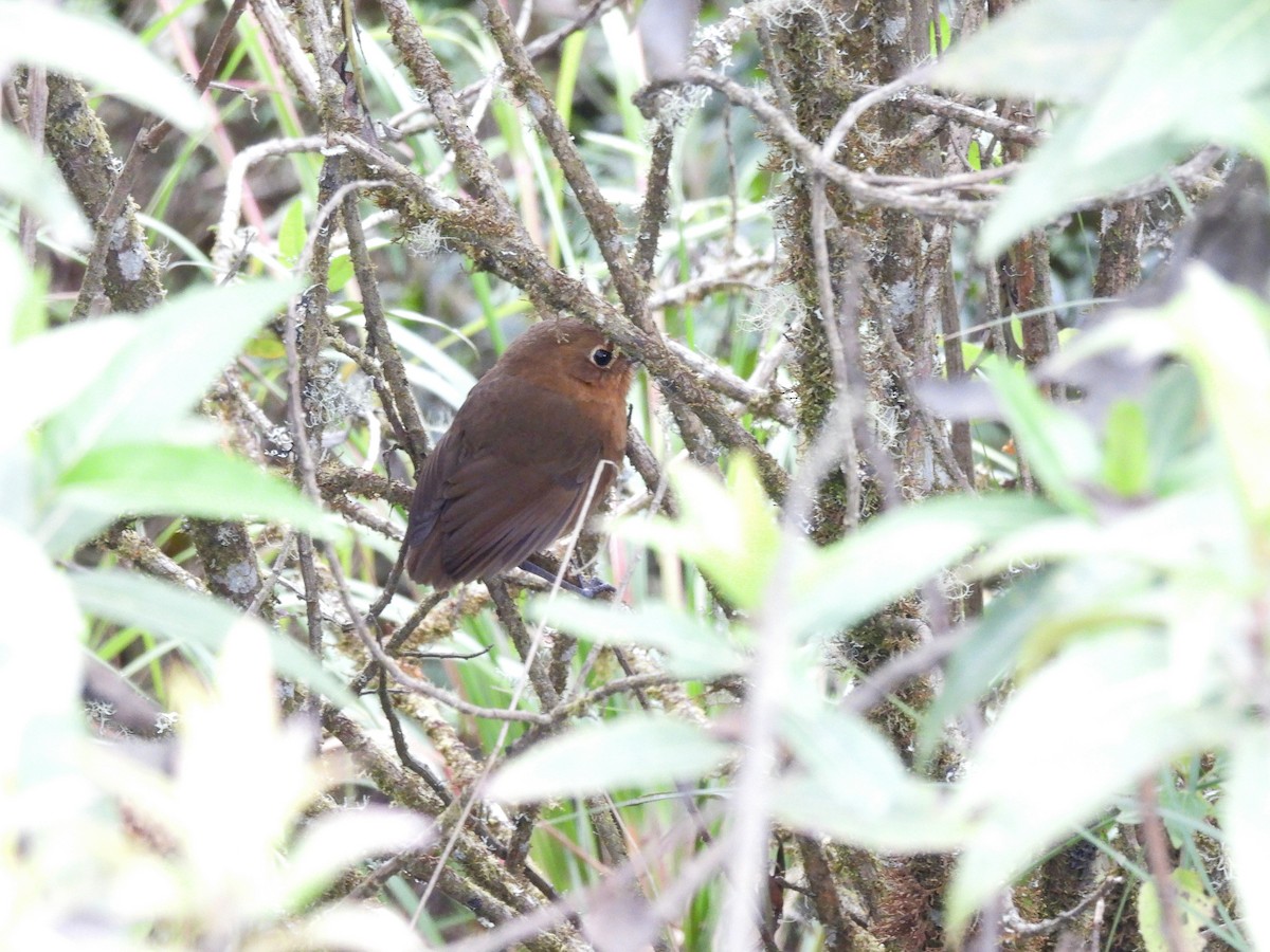 boliviamaurpitta - ML642561404