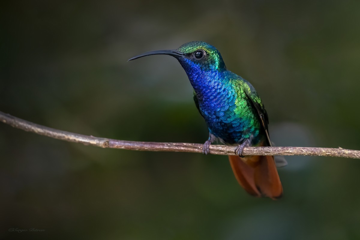 kolibřík azurovoprsý - ML642561407