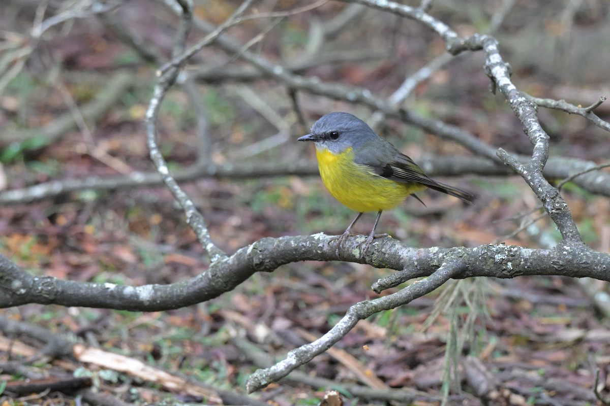 Eastern Yellow Robin - ML642561410