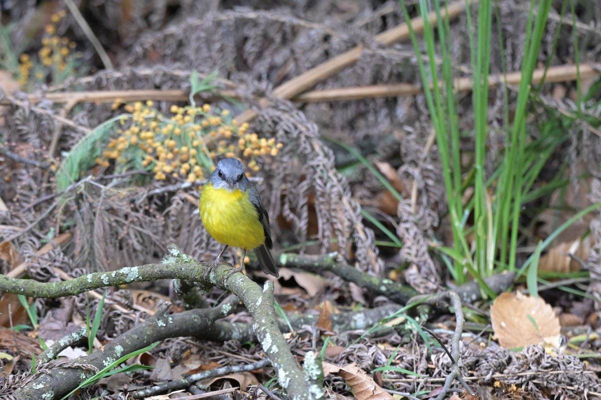 Eastern Yellow Robin - ML642561417