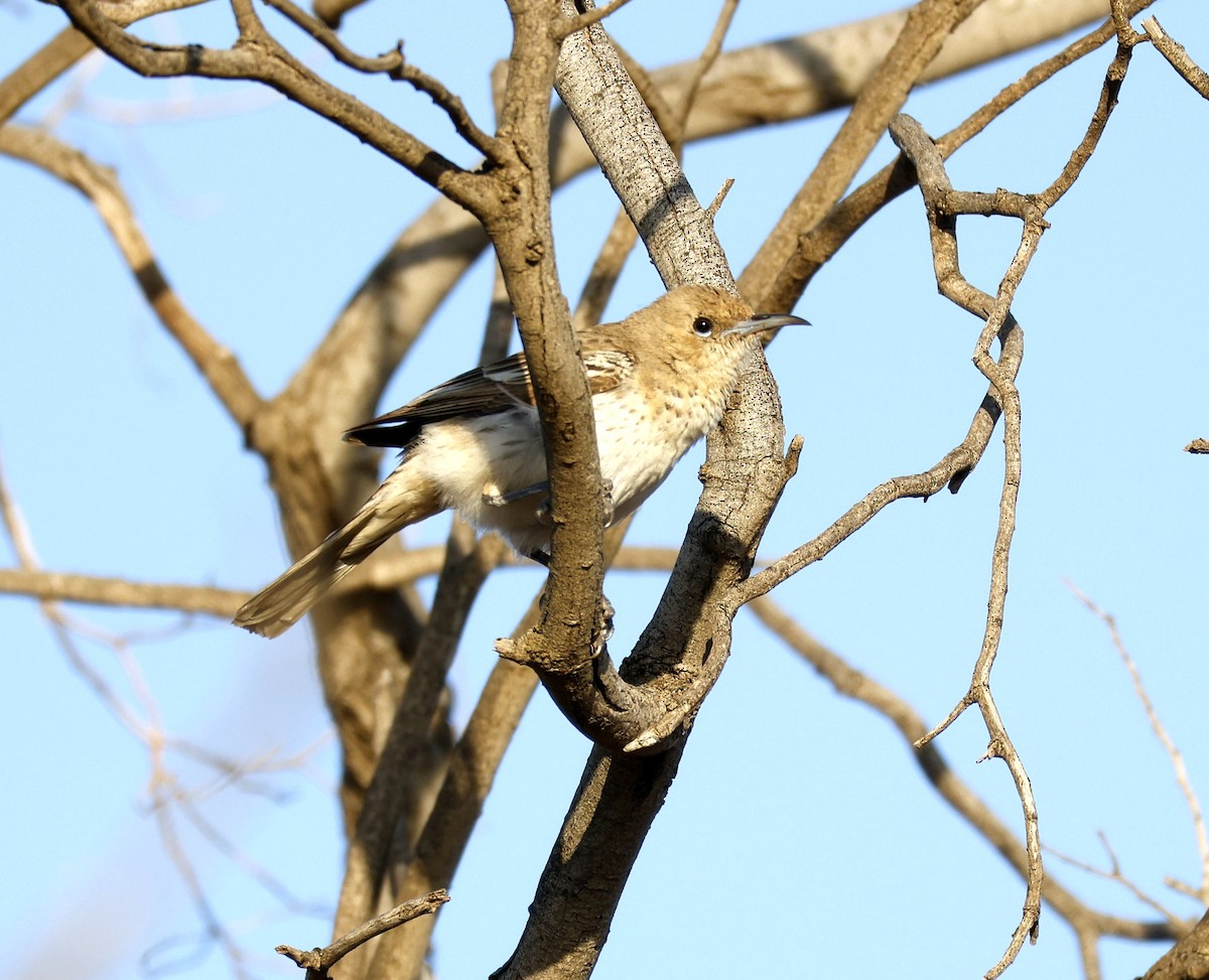 ハジロクロミツスイ - ML642561421