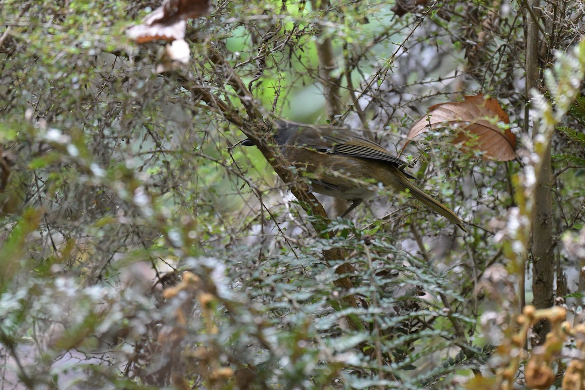 Olive Whistler - ML642561435