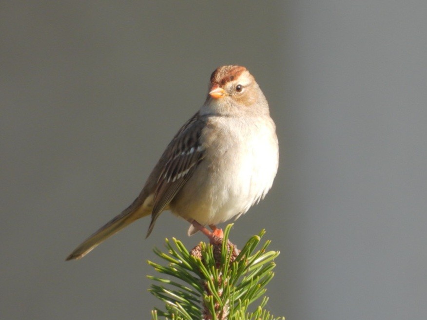 White-crowned Sparrow - ML642561439