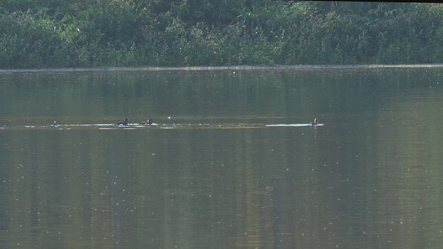 Ring-necked Duck - ML642561441