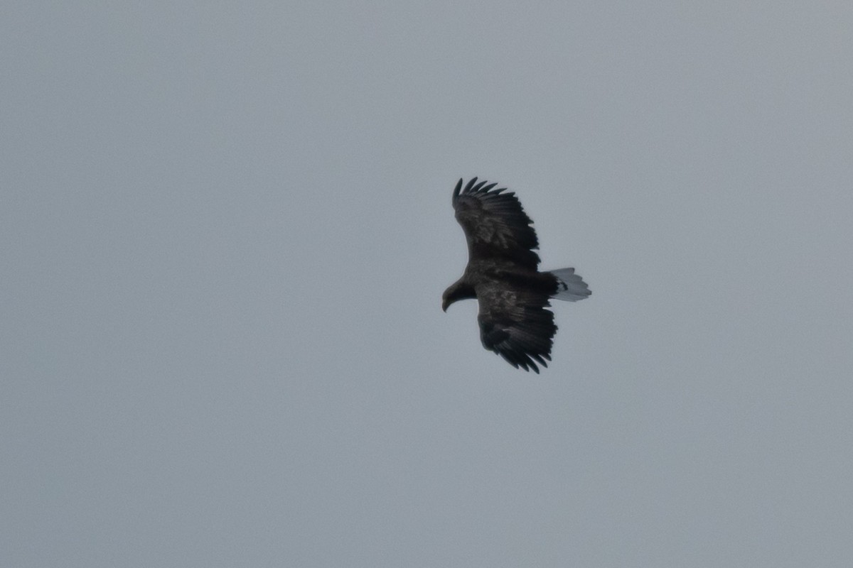 White-tailed Eagle - ML642561445