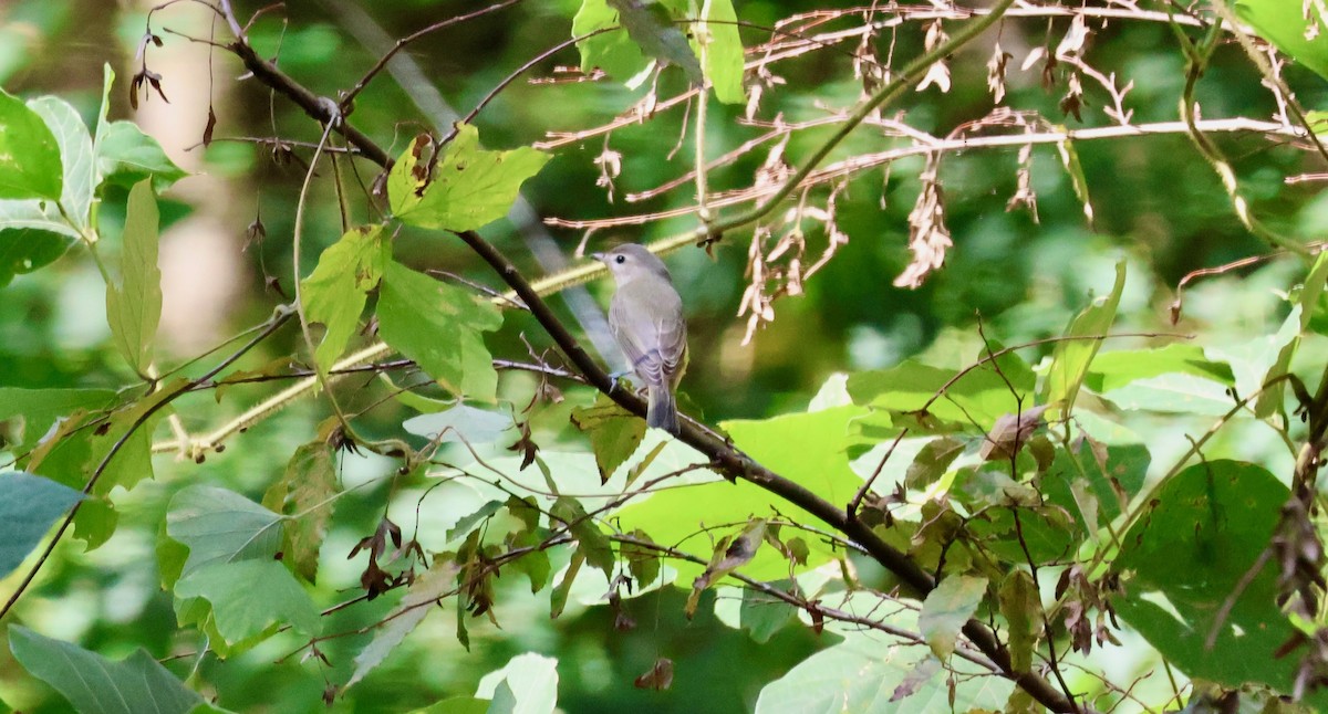 Warbling Vireo - ML642561447