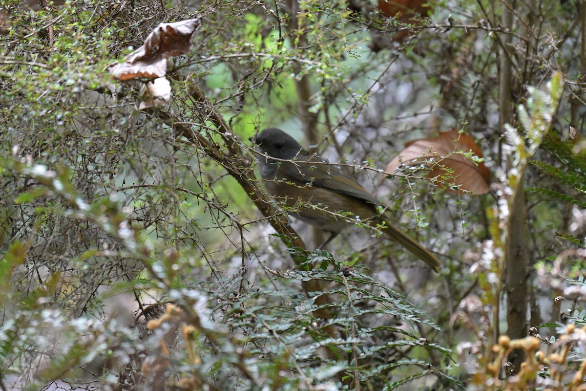 Olive Whistler - ML642561450