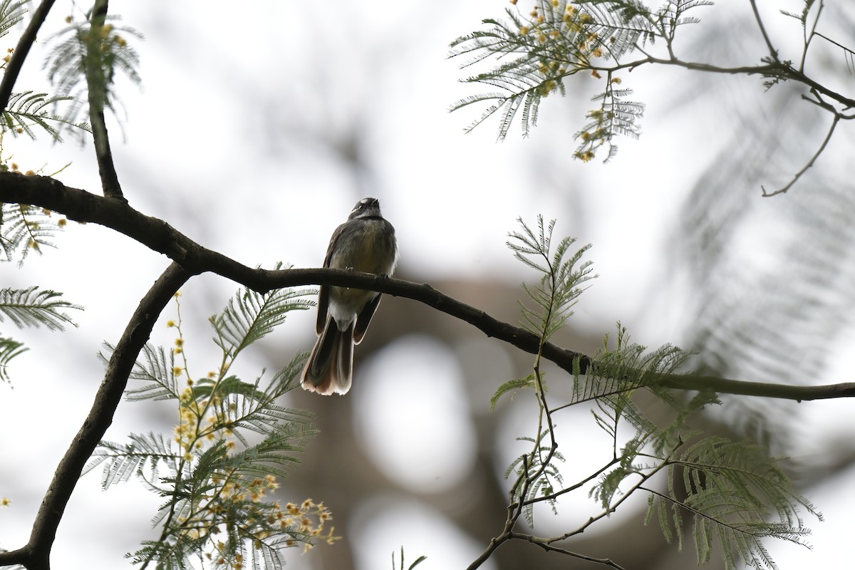 Gray Fantail - ML642561458