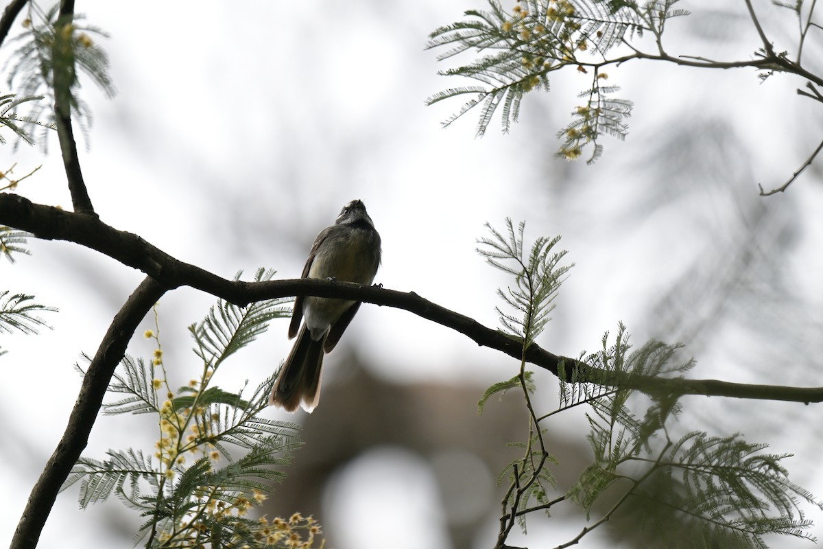 Gray Fantail - ML642561459