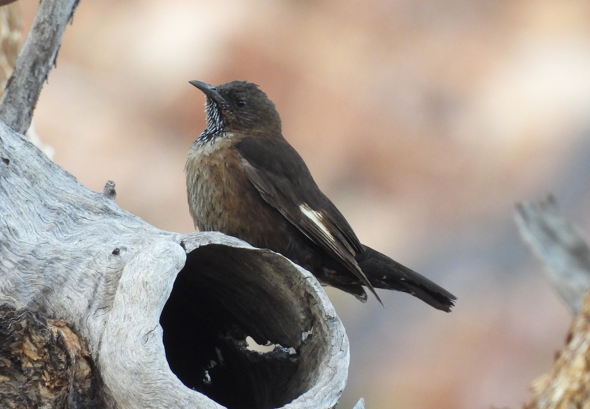 Black-tailed Treecreeper - ML642561481
