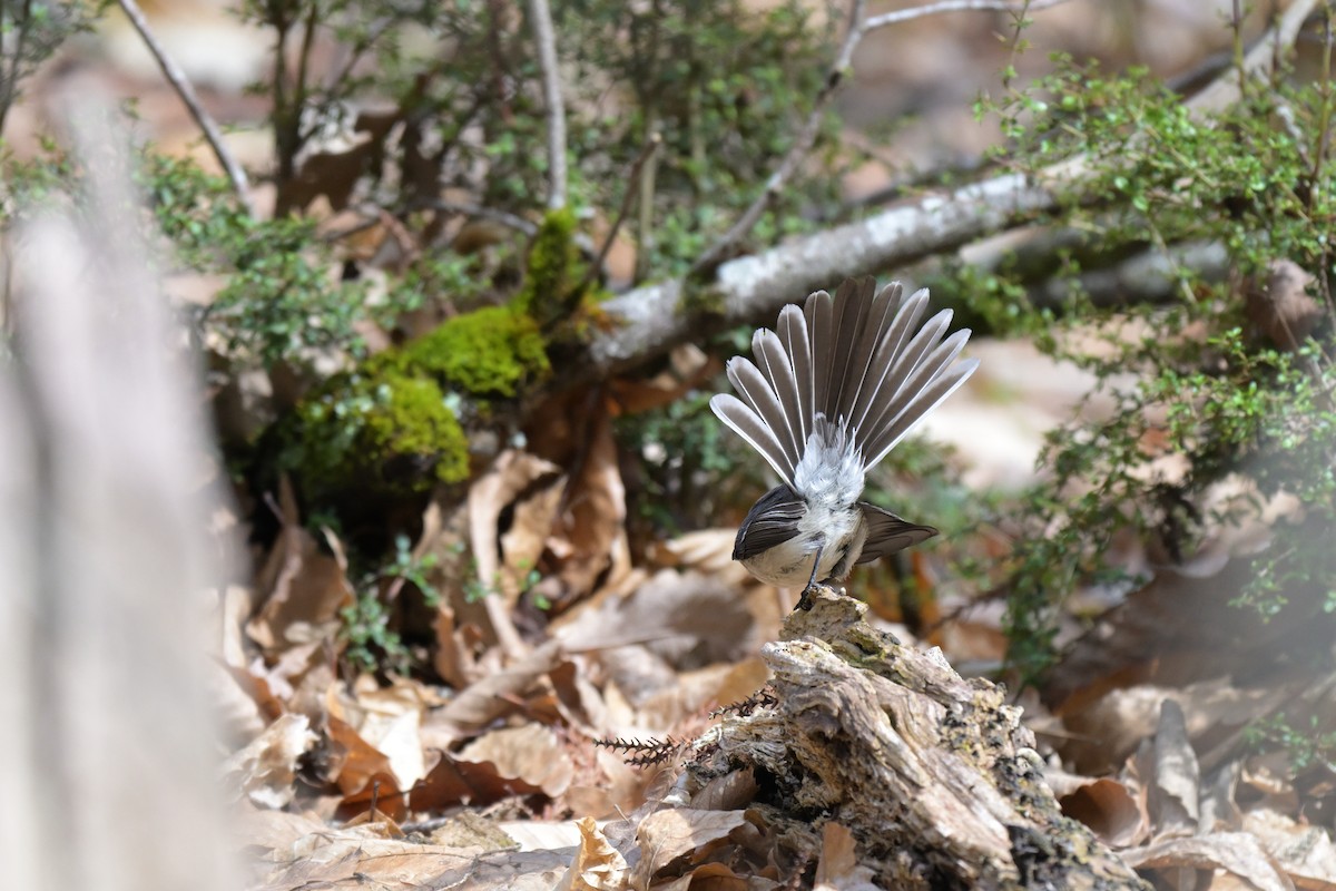 Gray Fantail - ML642561485