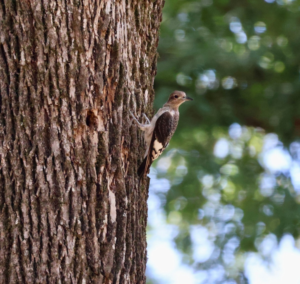 Red-headed Woodpecker - ML642561498