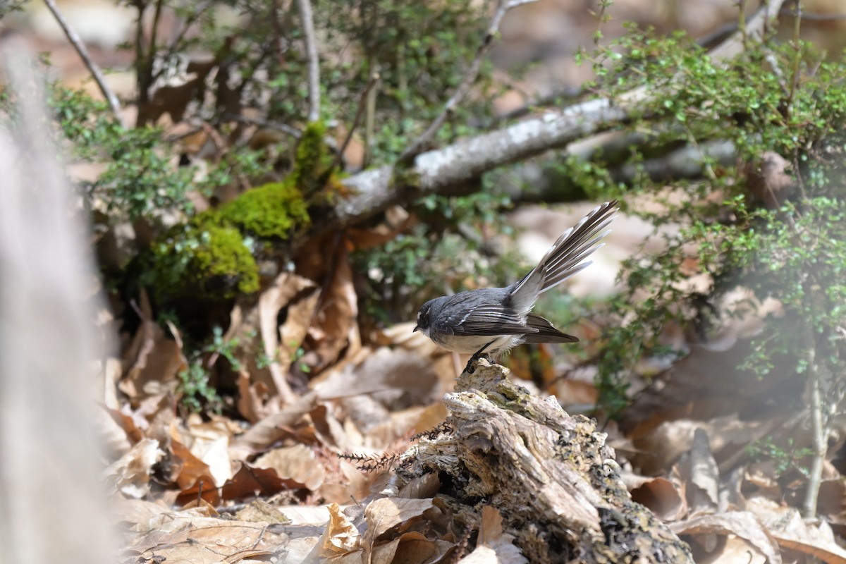 Gray Fantail - ML642561500