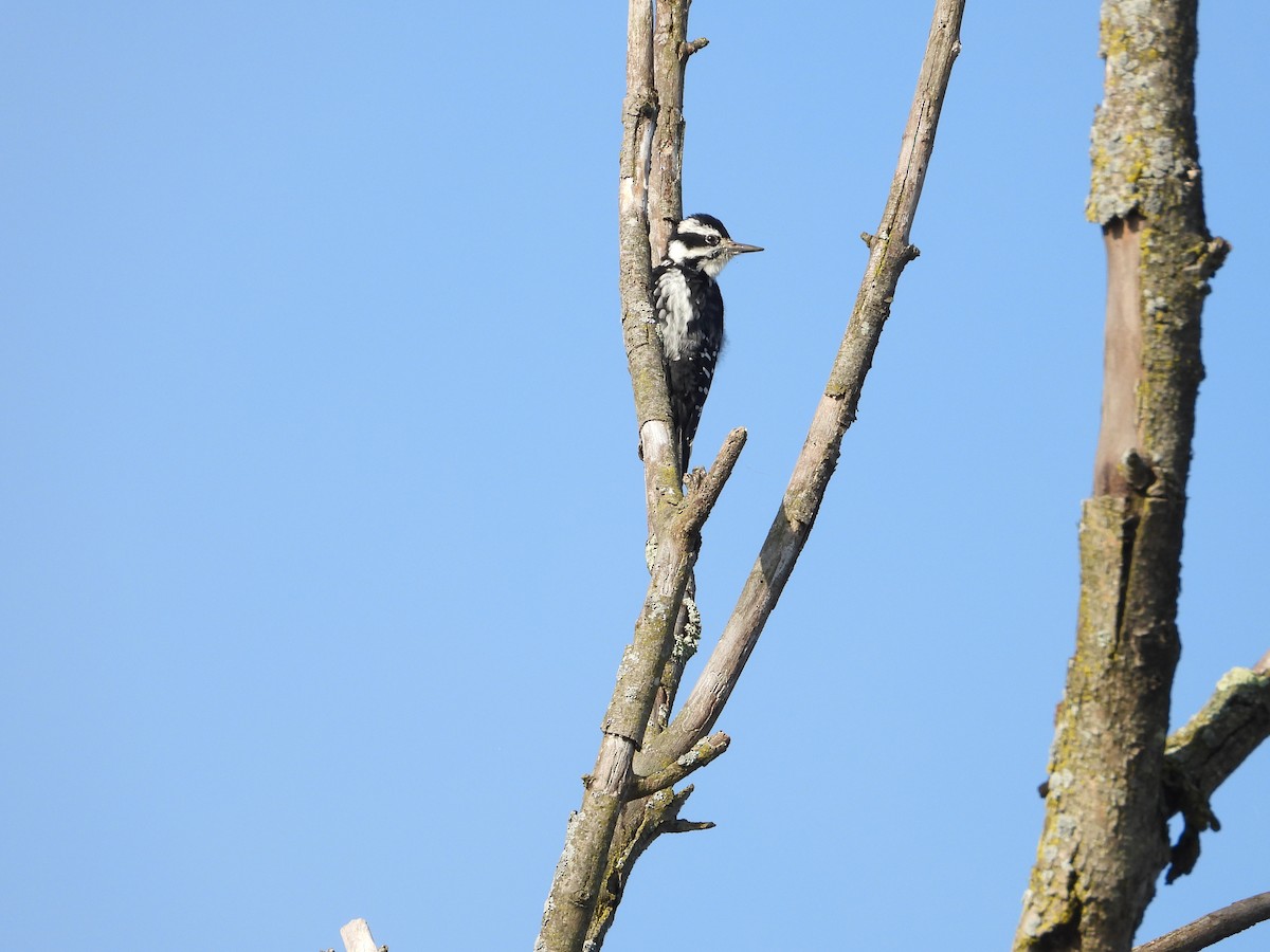 Hairy Woodpecker - ML642561514