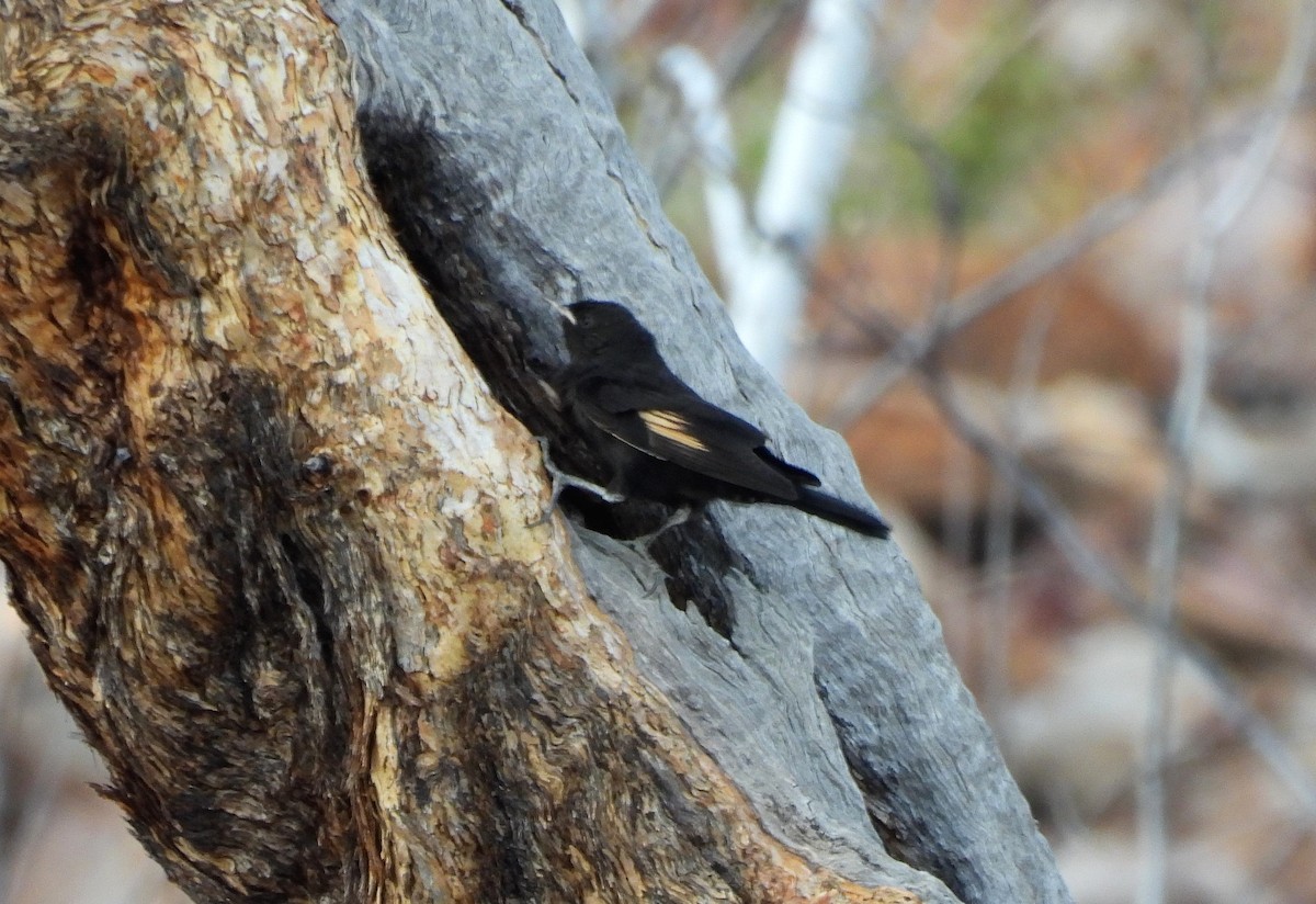 Black-tailed Treecreeper - ML642561530