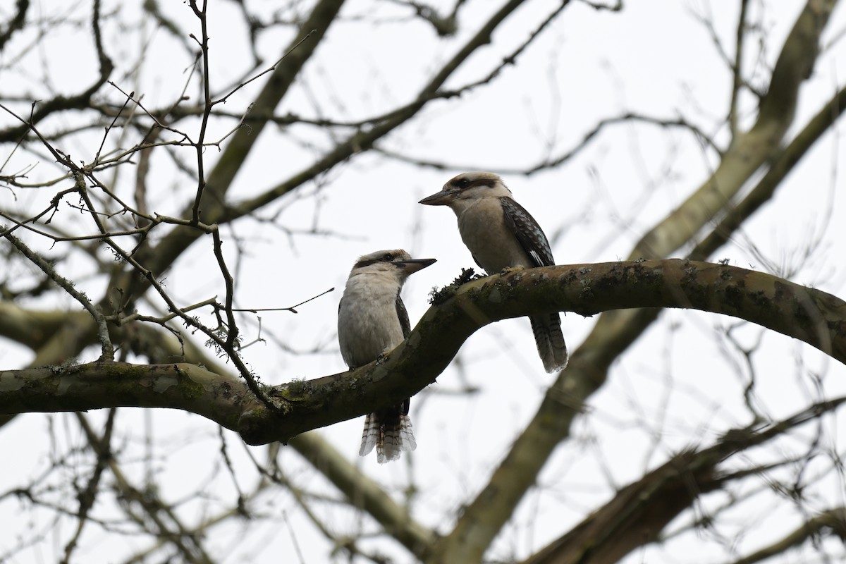 Laughing Kookaburra - ML642561531