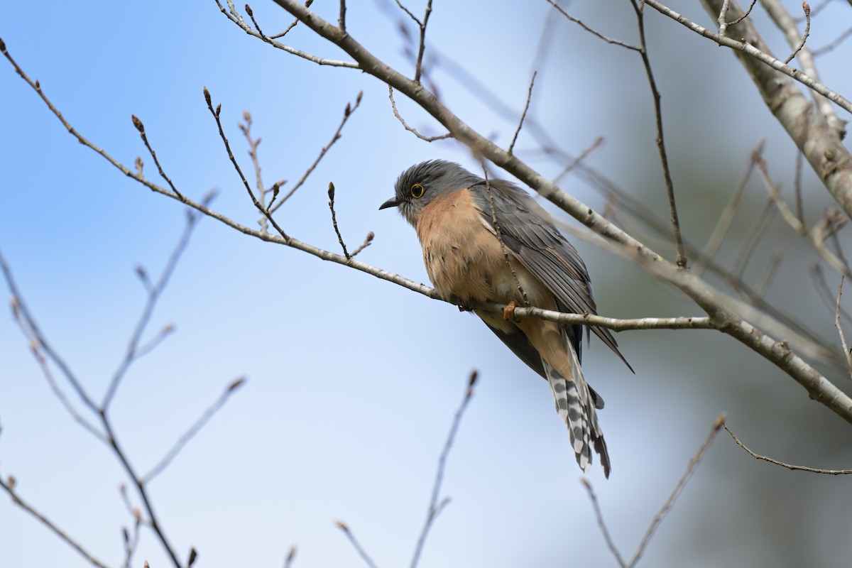 Fan-tailed Cuckoo - ML642561544