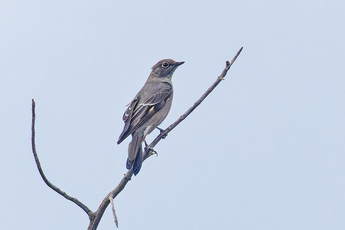 Townsend's Solitaire - ML642561548