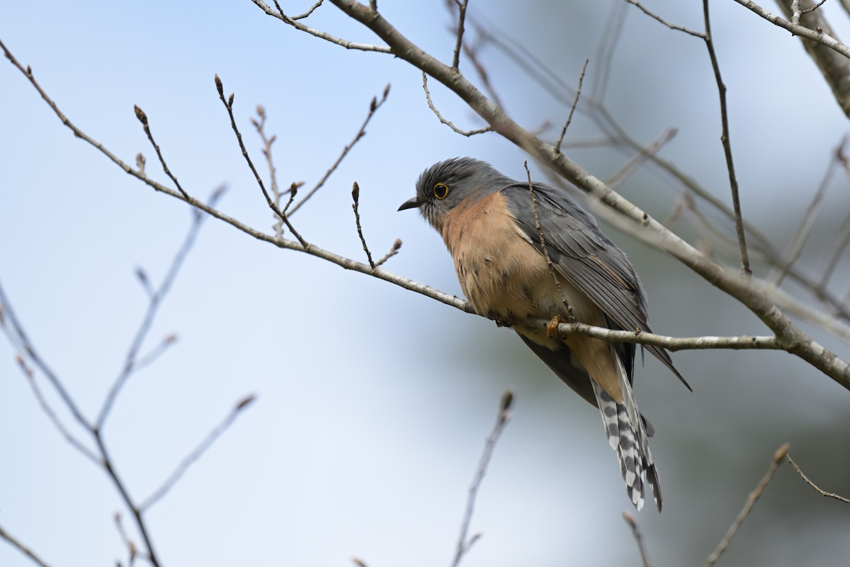 Fan-tailed Cuckoo - ML642561556