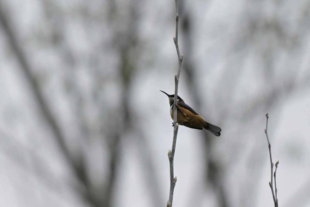 Eastern Spinebill - ML642561564