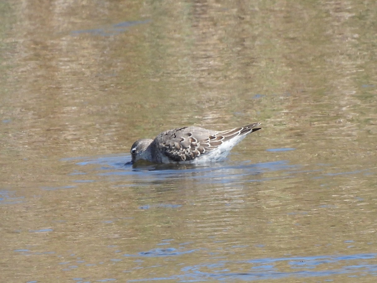 Stilt Sandpiper - ML642561570
