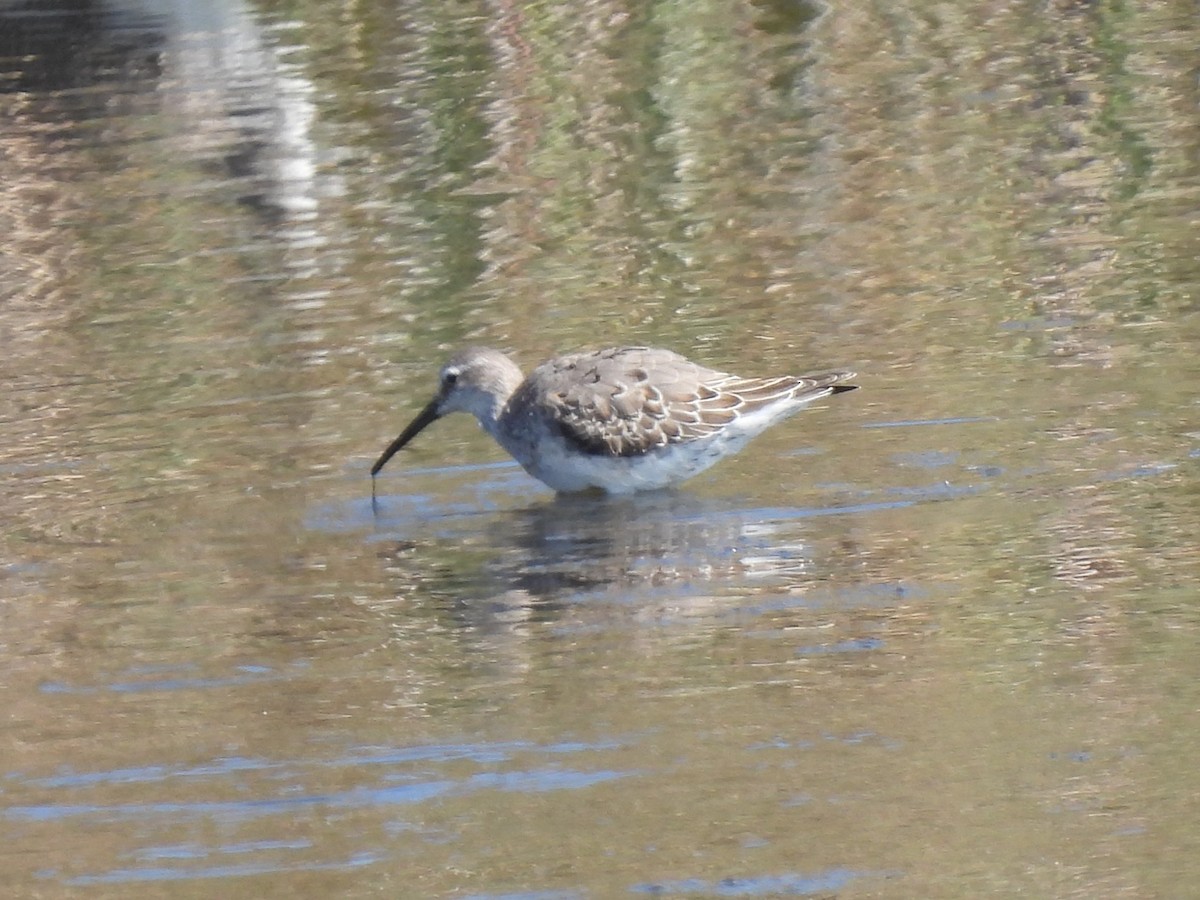 Stilt Sandpiper - ML642561571