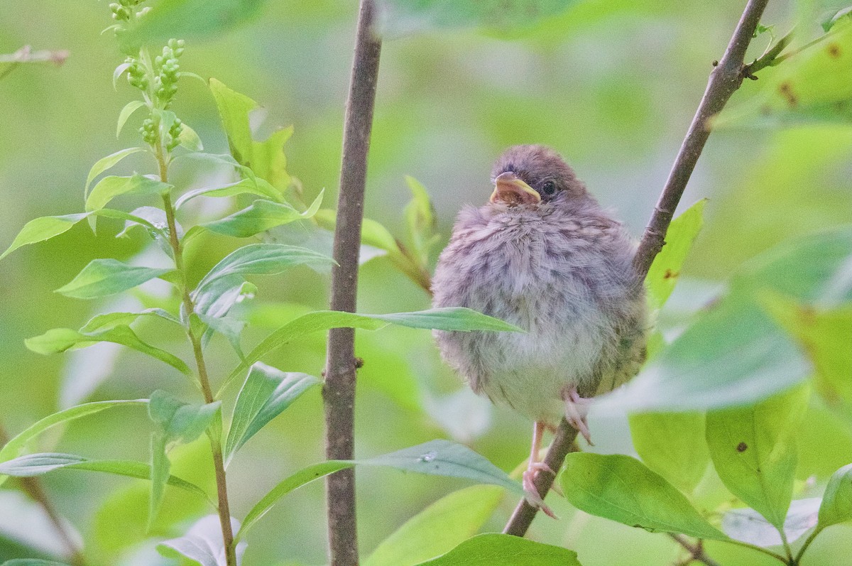 Song Sparrow - ML642561579