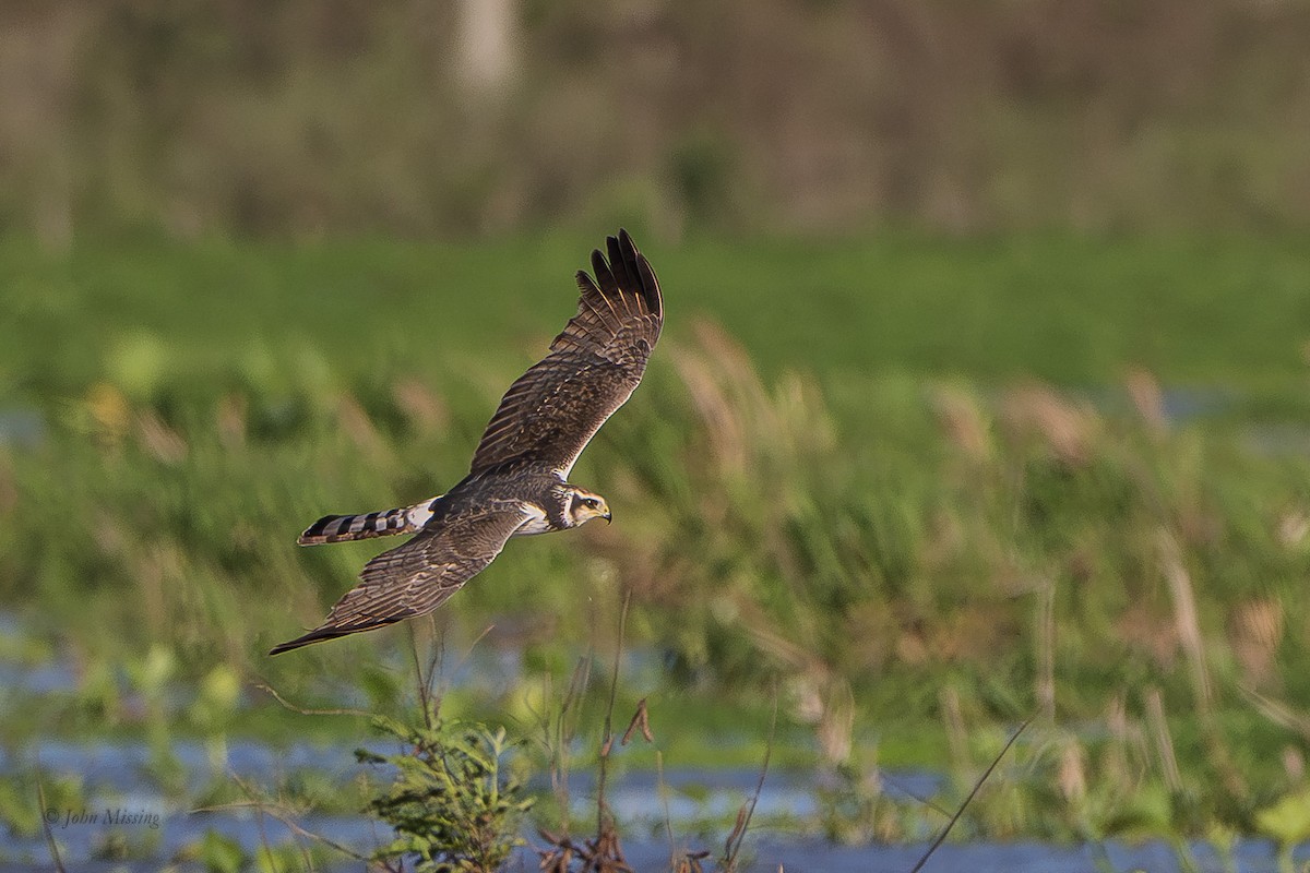 Long-winged Harrier - ML642561585
