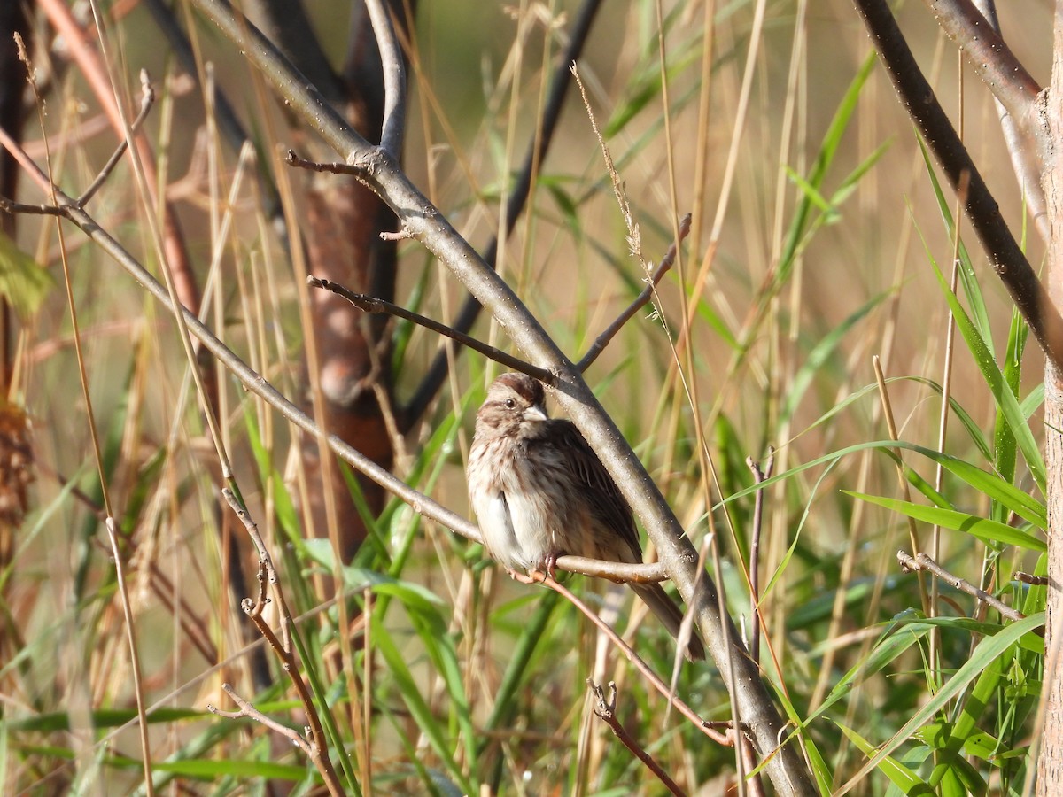 Song Sparrow - ML642561593