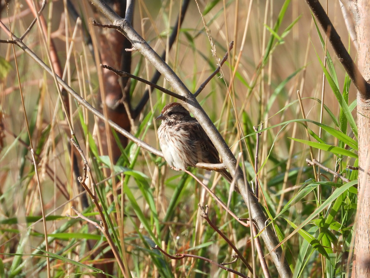 Song Sparrow - ML642561594
