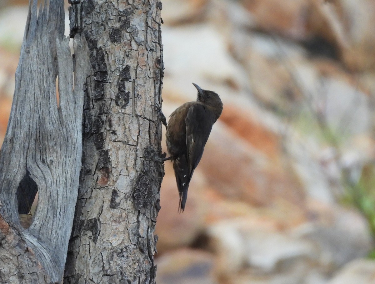 Black-tailed Treecreeper - ML642561624