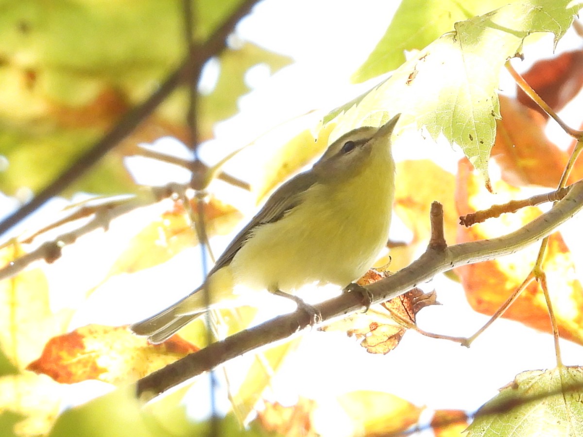 Philadelphia Vireo - ML642561633
