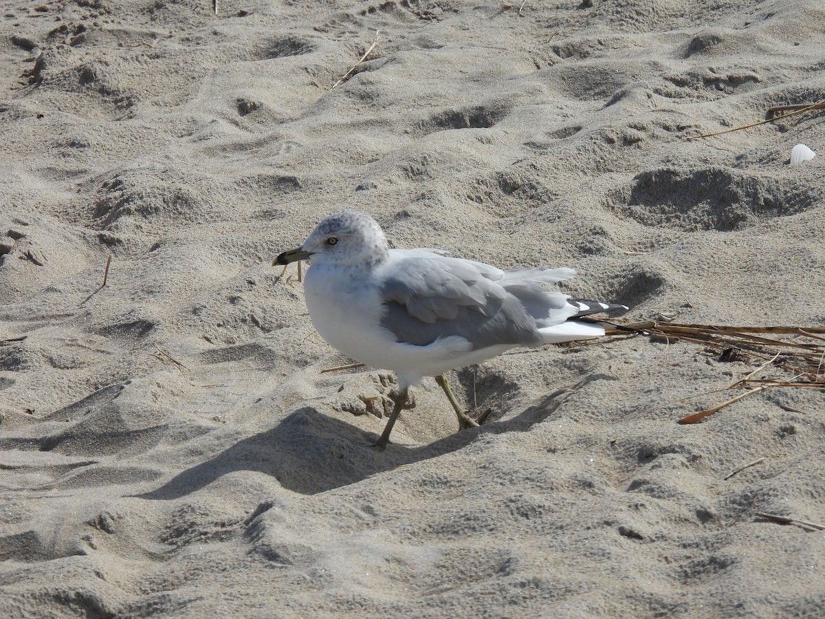 Ring-billed Gull - ML642561643