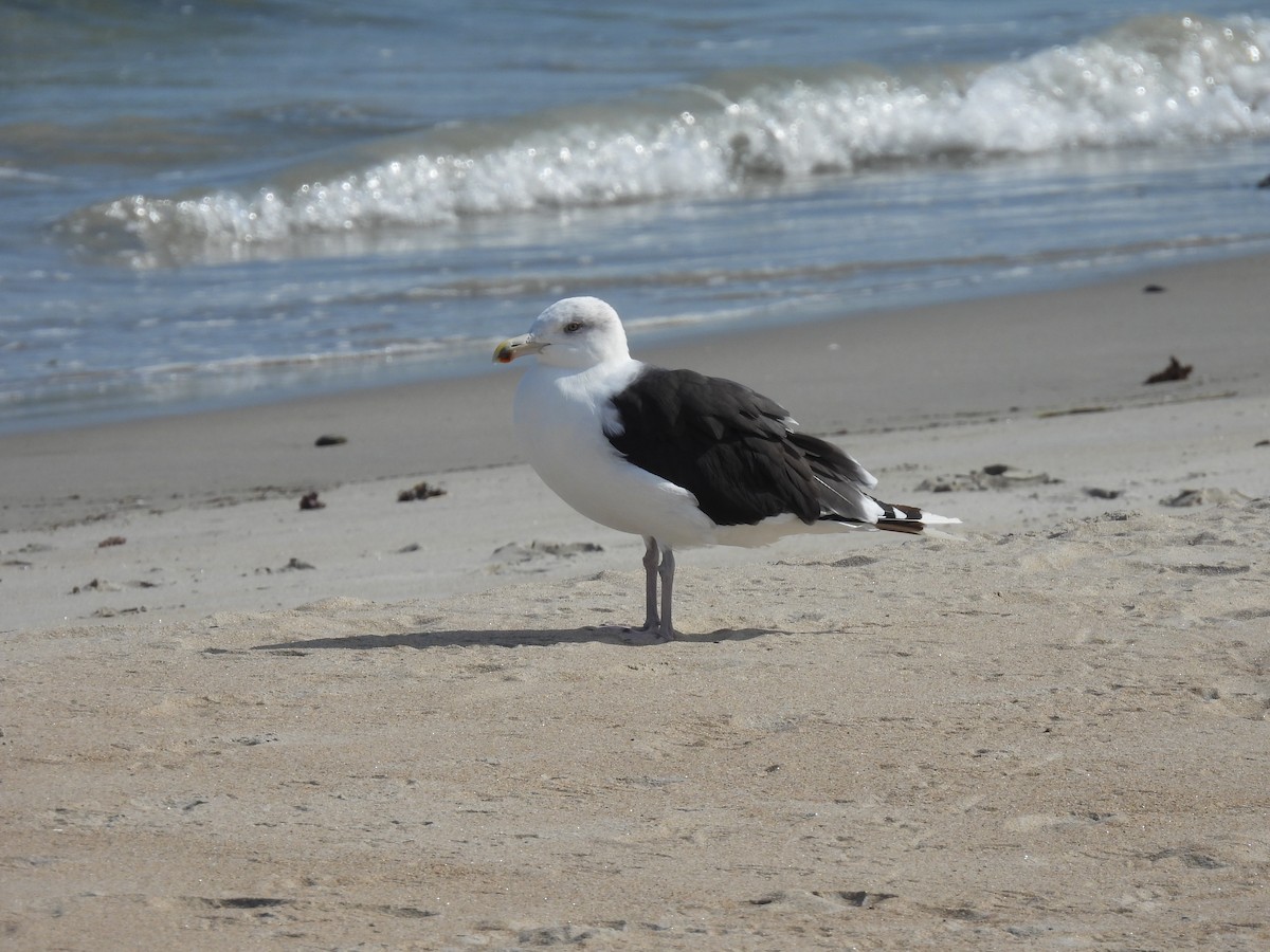 Great Black-backed Gull - ML642561655