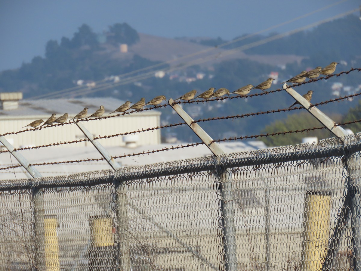 American Pipit - ML642561659