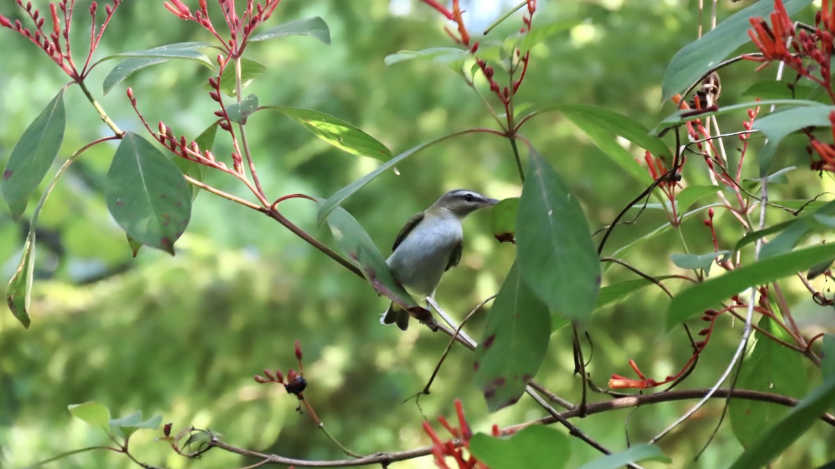Red-eyed Vireo - ML642561681