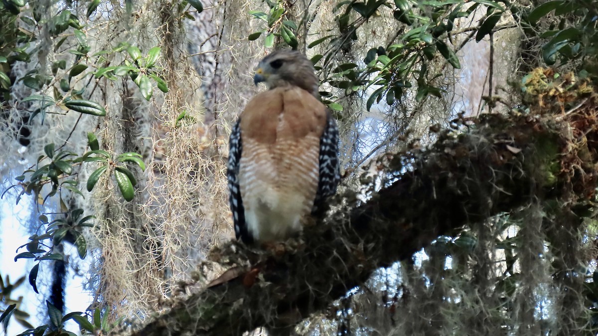 Red-shouldered Hawk - ML642561720