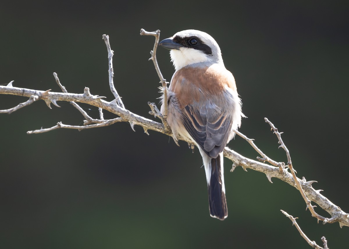 Red-backed Shrike - ML642561728