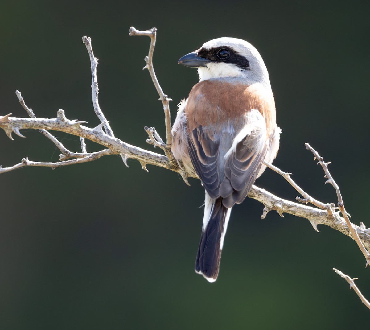Red-backed Shrike - ML642561729