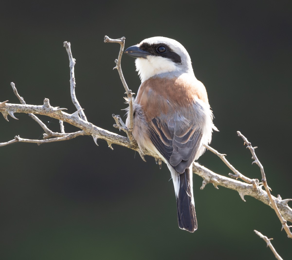 Red-backed Shrike - ML642561730