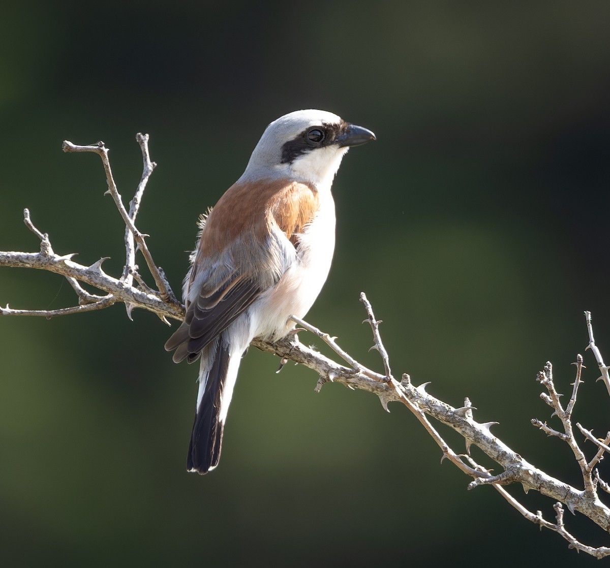 Red-backed Shrike - ML642561731