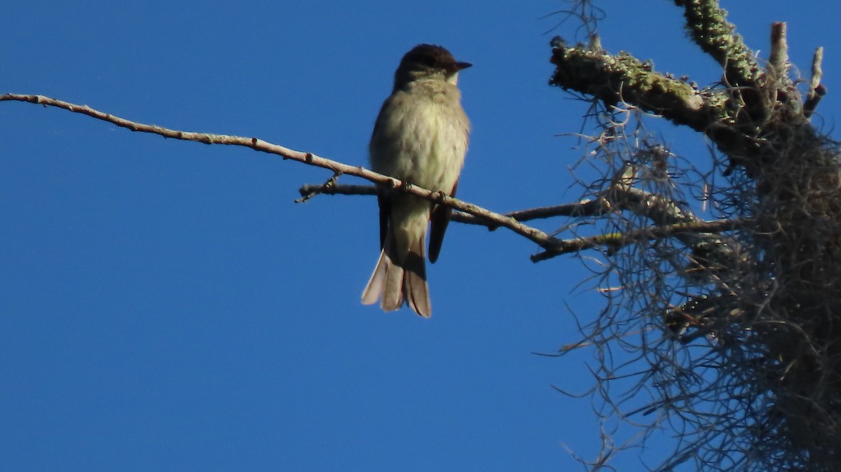 Eastern Wood-Pewee - ML642561739