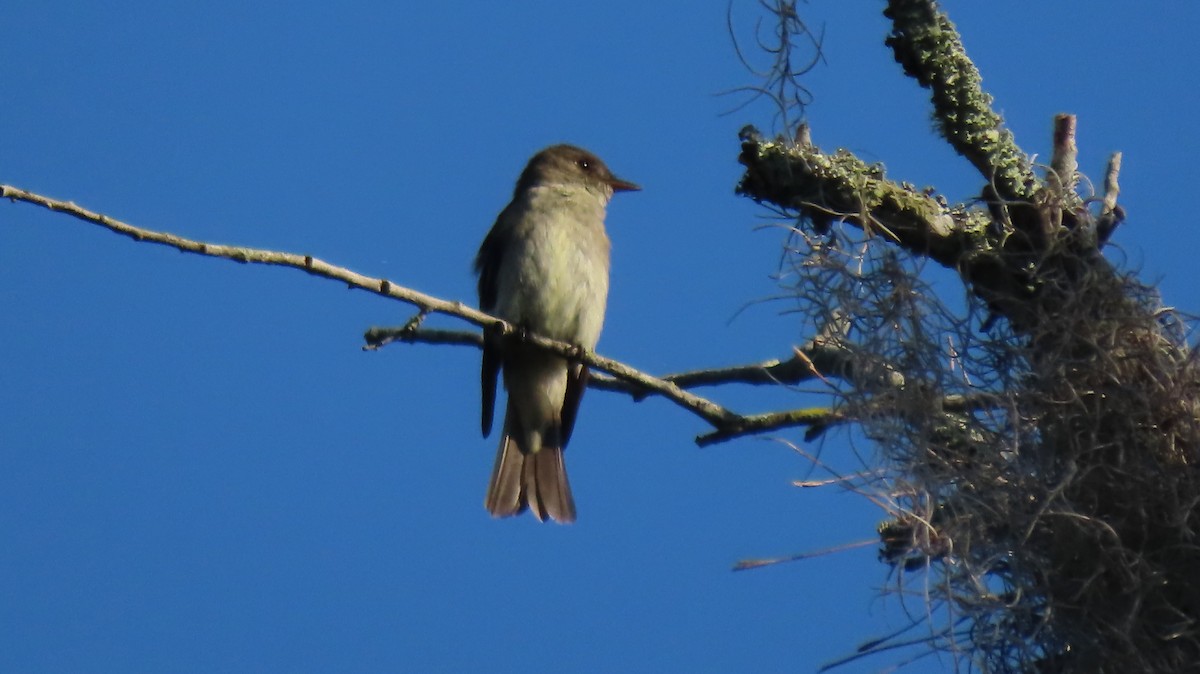 Eastern Wood-Pewee - ML642561740