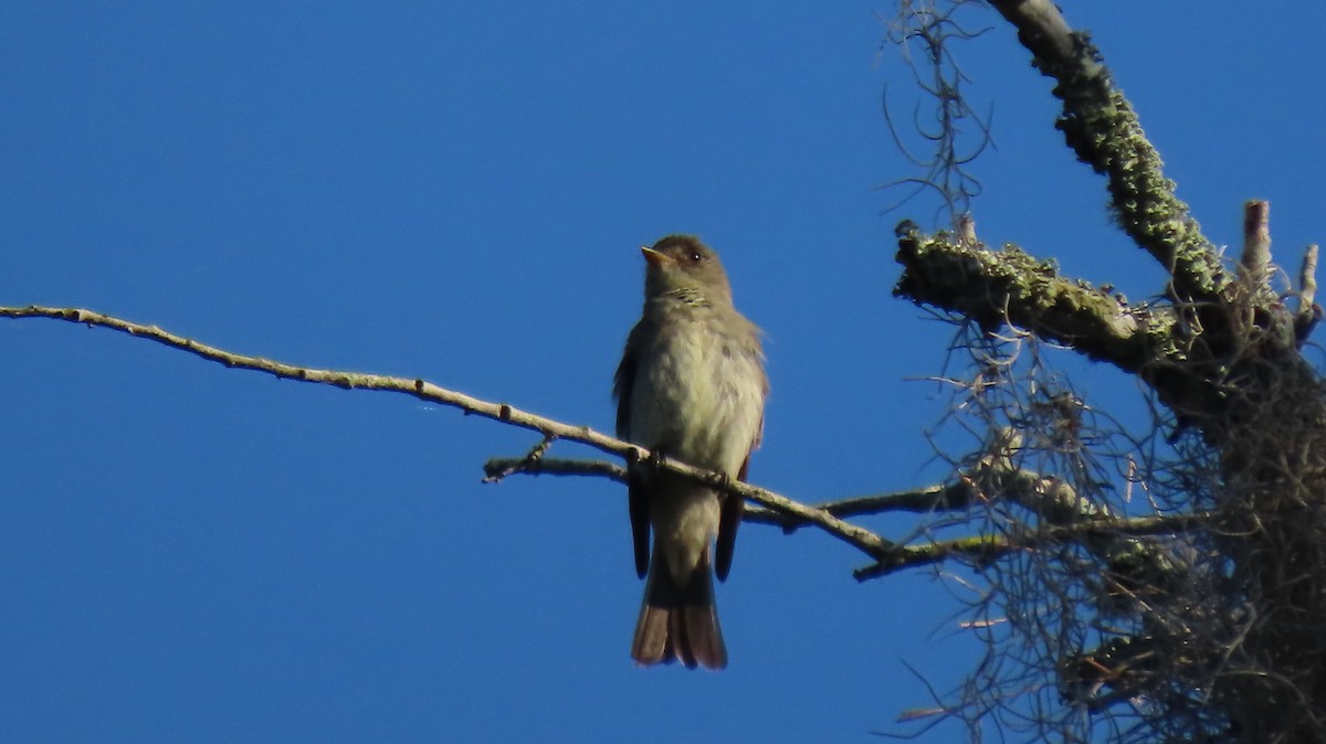 Eastern Wood-Pewee - ML642561741
